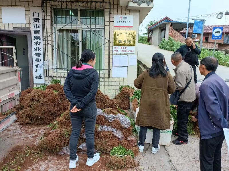 萬(wàn)企興萬(wàn)村——為幫扶村民免費(fèi)發(fā)放辣椒苗